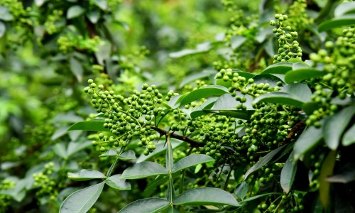 黄芪川芎配伍经典方-黄芪川芎炙甘草配伍功效网-分享黄芪川芎炙甘草配伍功效与作用，黄芪川芎炙甘草配伍功效与禁忌知识库